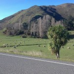Sheep in New Zealand