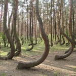 Crooked Forest (Poland)